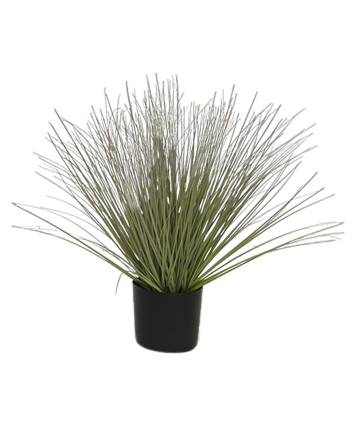 PLANT CORDYLINE 48CM POT...