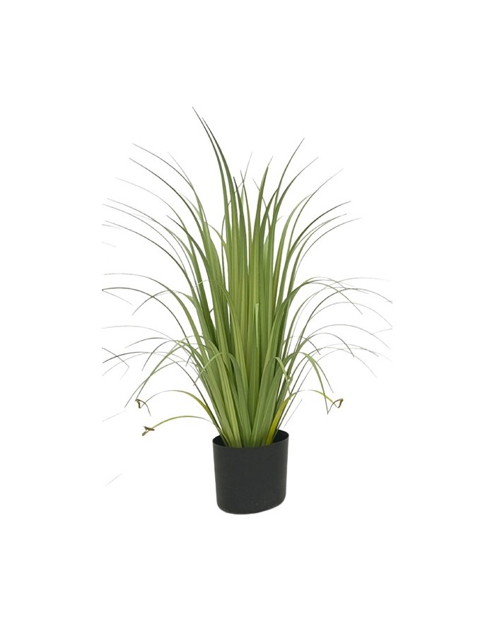 PLANT ACORUS 80CM POT CYL. PS