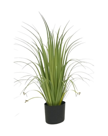 PLANT ACORUS 80CM POT CYL. PS