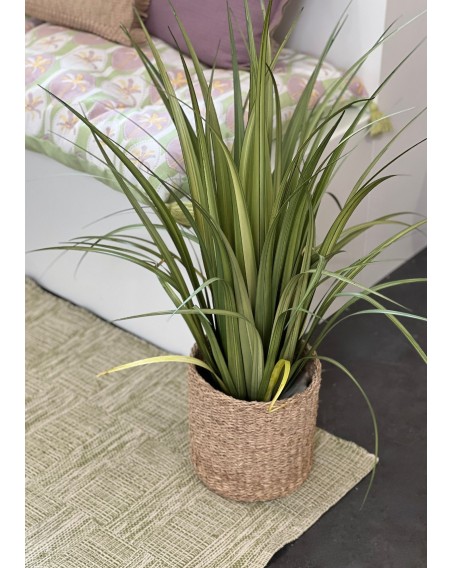 PLANT ACORUS 80CM POT CYL. PS