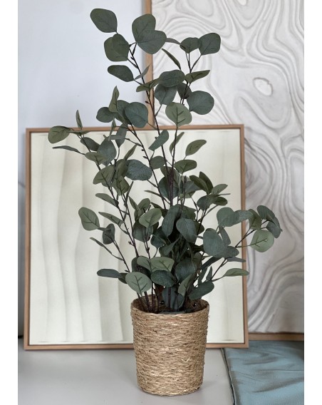 EUCALYPTUS POUDR. 76CM POT CYL. PS