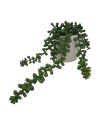 CHUTE PLANTE GRASSE POT CERAMIQUE H23CM