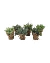 PLANTE ARTIF.POT JUTE H18CM