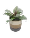 PLANTE GRASSE POT CERAMIQUE RAYE H12CM