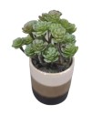 PLANTE GRASSE POT CERAMIQUE RAYE H13CM