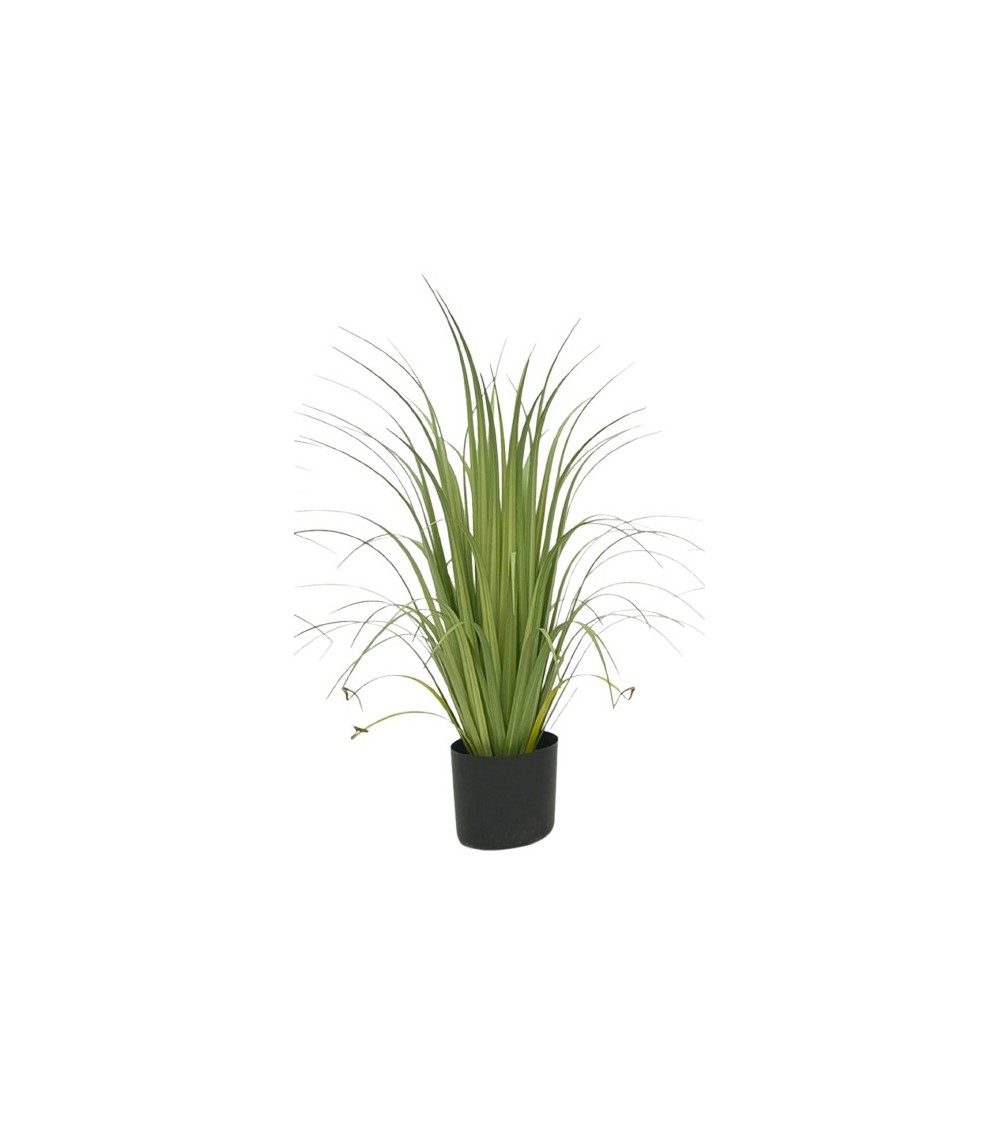 PLANT ACORUS 80CM POT CYL. PS
