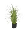 PLANT ACORUS 80CM POT CYL. PS