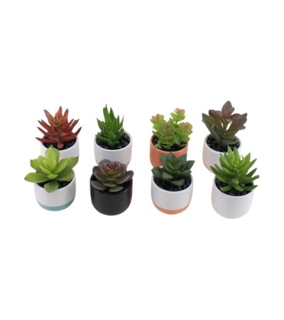 SUCCULENTE AVEC POT CERAMIQUE