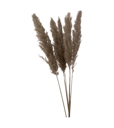 FLEURS SECHEES X5 PAMPA NATUREL 100CM