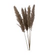 FLEURS SECHEES X5 PAMPA NATUREL 100CM