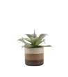 PLANTE GRASSE POT CERAMIQUE RAYE H12CM
