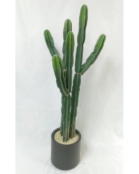 CACTUS GEANT ERYTREA 167CM