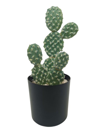 CACTUS RUFIDA 27CM